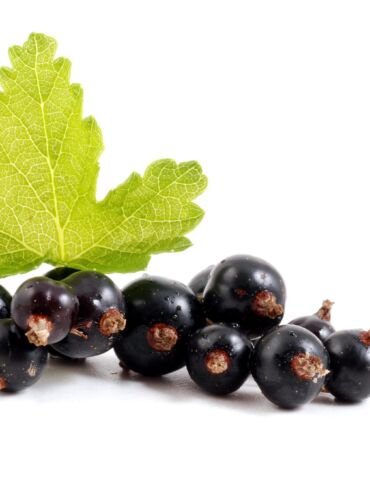 Kada geriausia sodinti juoduosius serbentus?