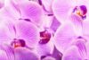 Kaip atgaivinti orchidėją?