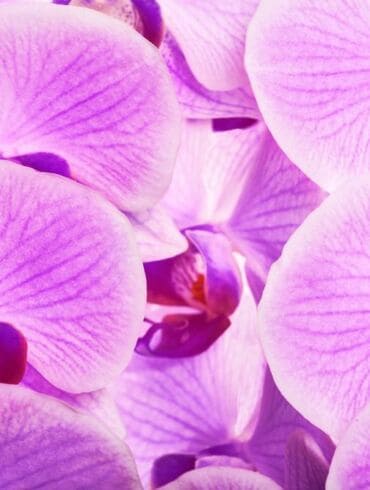 Kaip atgaivinti orchidėją?