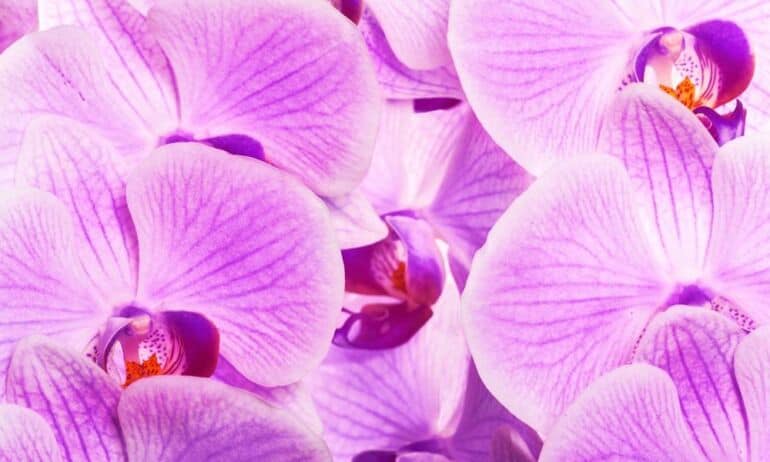 Kaip atgaivinti orchidėją?