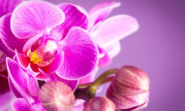 Kaip birželį ir liepą prižiūrėti orchidėjas