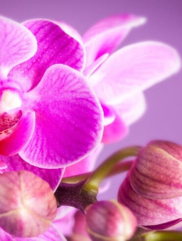 Kaip birželį ir liepą prižiūrėti orchidėjas