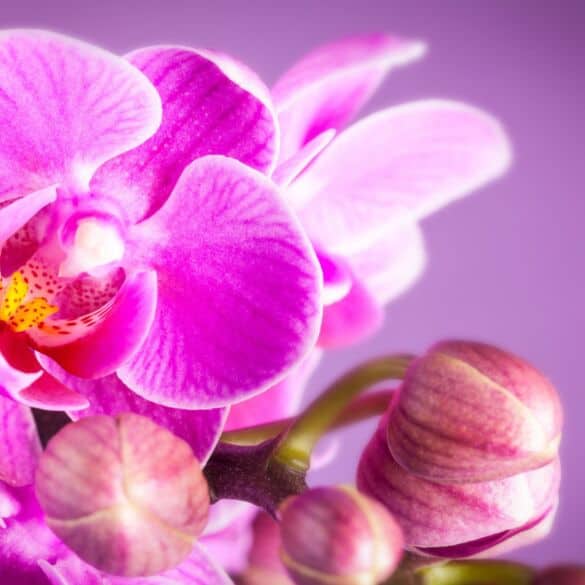 Kaip birželį ir liepą prižiūrėti orchidėjas