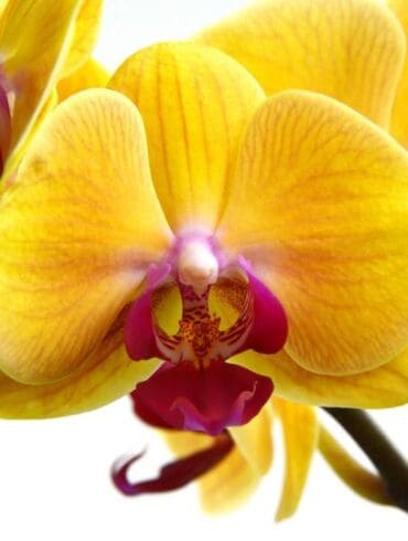 Kaip greitai atgaivinti orchidėją?