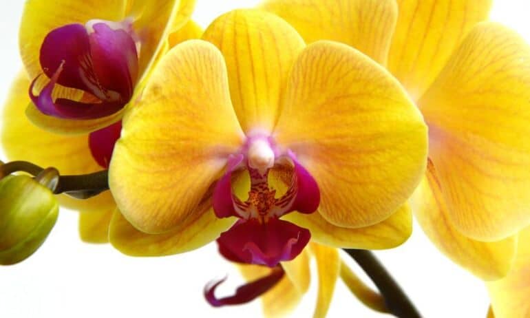 Kaip greitai atgaivinti orchidėją?