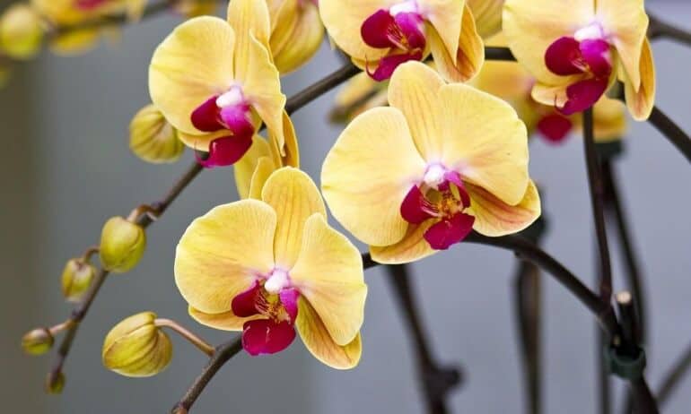 Kaip išsirinkti orchidėją?