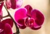 Kaip išvengti esminių orchidėjų laistymo klaidų