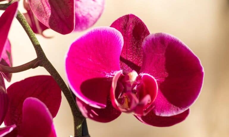 Kaip išvengti esminių orchidėjų laistymo klaidų