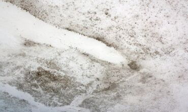 Kaip įveikti pelėsius ant tapetų