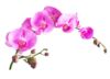 Kaip nepadaryti esminių klaidų prižiūrint orchidėjas