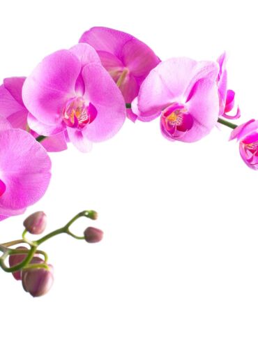 Kaip nepadaryti esminių klaidų prižiūrint orchidėjas