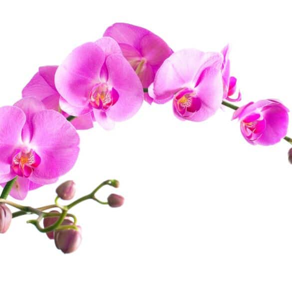 Kaip nepadaryti esminių klaidų prižiūrint orchidėjas