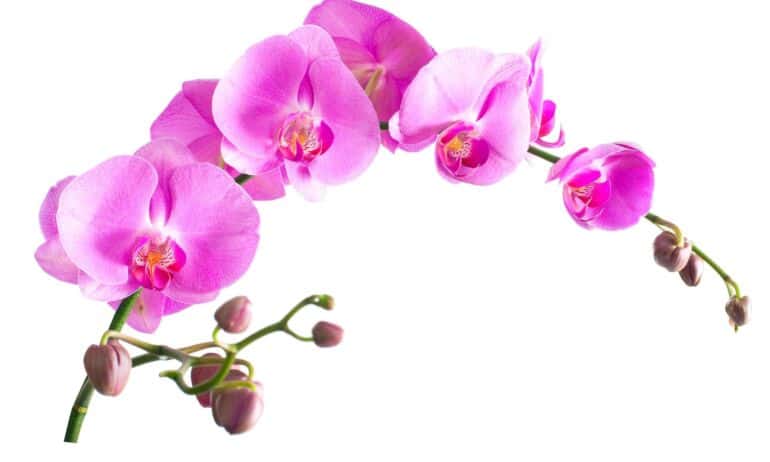 Kaip nepadaryti esminių klaidų prižiūrint orchidėjas