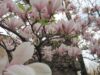 Kaip paruošti magnolijas