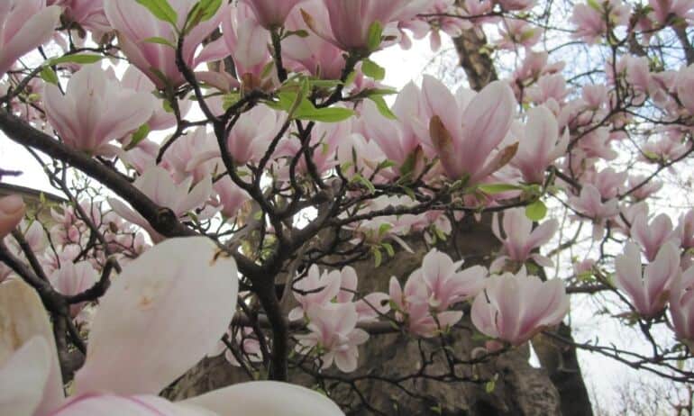 Kaip paruošti magnolijas