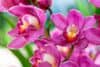 Kaip persodinti žydinčias orchidėjas