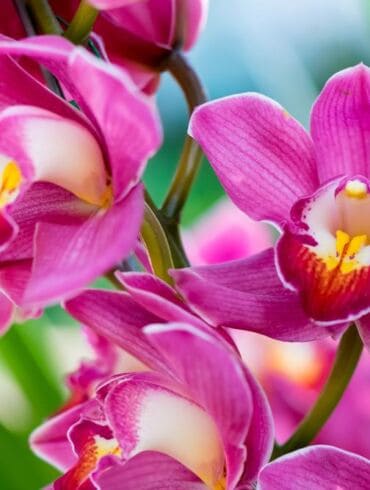 Kaip persodinti žydinčias orchidėjas