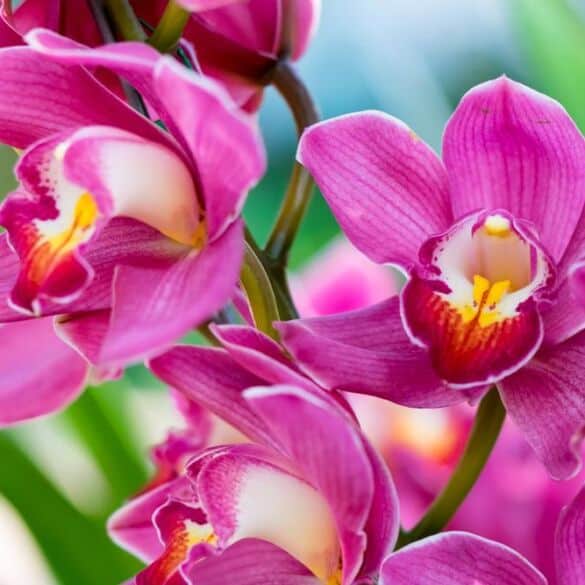 Kaip persodinti žydinčias orchidėjas