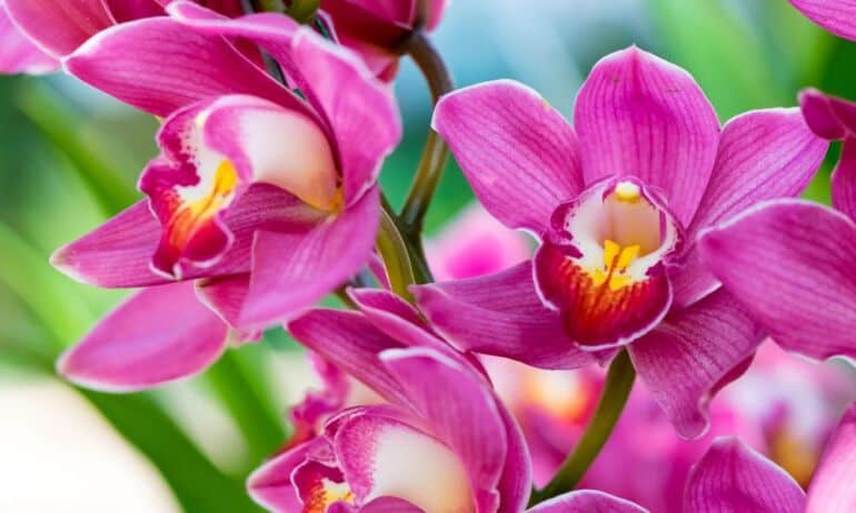 Kaip persodinti žydinčias orchidėjas