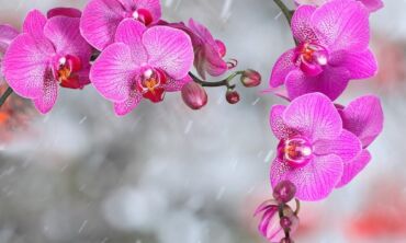 Kaip prižiūrėti orchidėjas gruodžio mėnesį