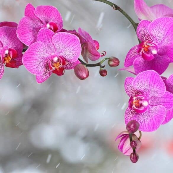 Kaip prižiūrėti orchidėjas gruodžio mėnesį