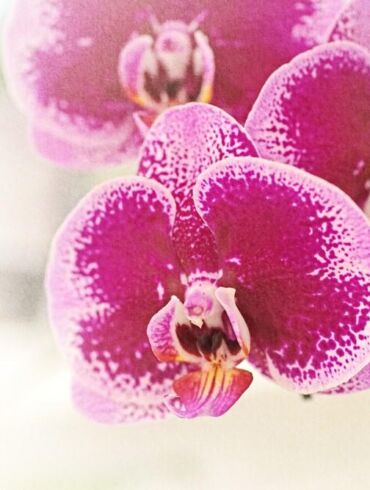 Kaip prižiūrėti orchidėjas rugsėjo mėnesį