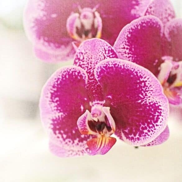 Kaip prižiūrėti orchidėjas rugsėjo mėnesį