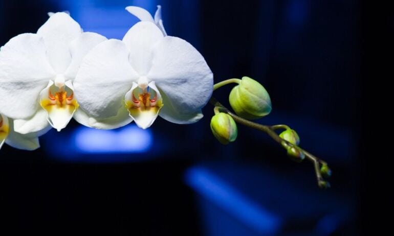 Kaip prižiūrėti orchidėjas spalio mėnesį