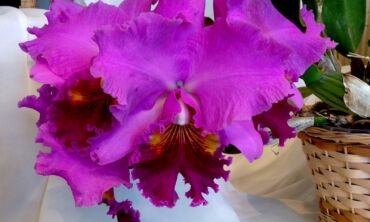 Kaip reikia laistyti orchidėjas?