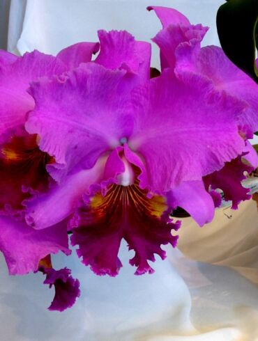 Kaip reikia laistyti orchidėjas?