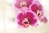 Kaip stilingai įkomponuoti orchidėją interjere