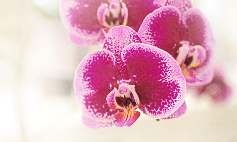 Kaip stilingai įkomponuoti orchidėją interjere