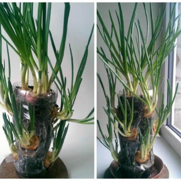 Kaip susikurti svogūnų daržą plastiko butelyje