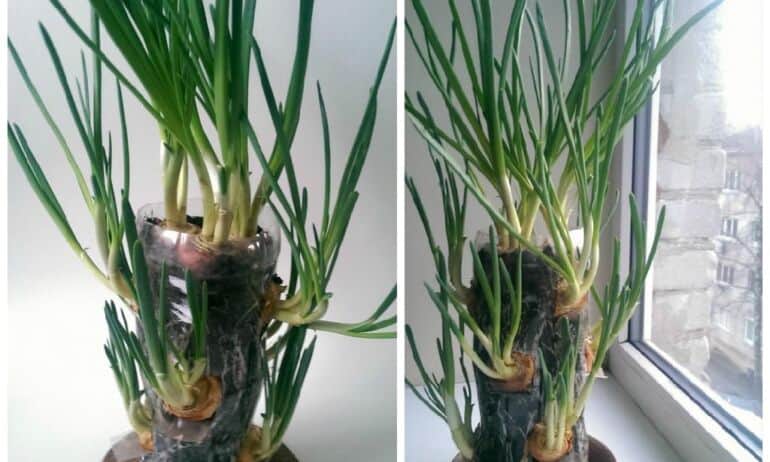 Kaip susikurti svogūnų daržą plastiko butelyje
