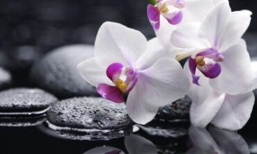 Kaip teisingai laistyti orchidėjas
