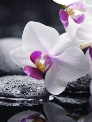 Kaip teisingai laistyti orchidėjas