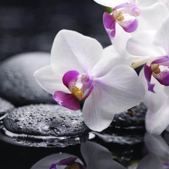 Kaip teisingai laistyti orchidėjas