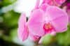 Kaip teisingai pasirinkti vazonus ir substratus orchidėjų persodinimui