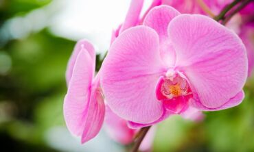 Kaip teisingai pasirinkti vazonus ir substratus orchidėjų persodinimui