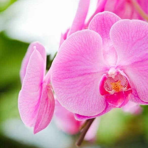 Kaip teisingai pasirinkti vazonus ir substratus orchidėjų persodinimui