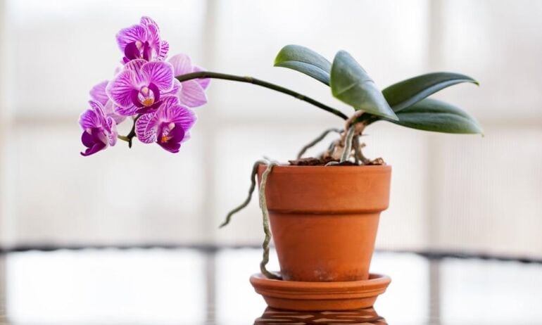 Kaip teisingai persodinti orchidėją 2 dalis