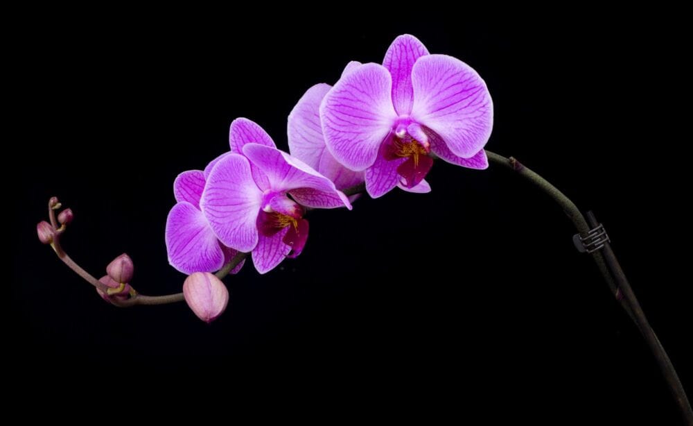 Kaip tinkamai paruošti orchidėją persodinimui
