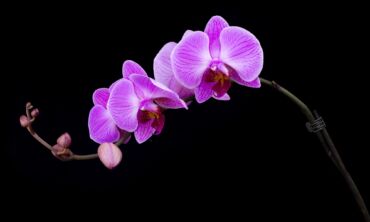 Kaip tinkamai paruošti orchidėją persodinimui