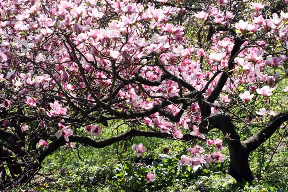 Kaip tinkamai prižiūrėti rododendrus ir magnolijas