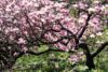 Kaip tinkamai prižiūrėti rododendrus ir magnolijas