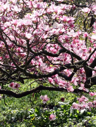Kaip tinkamai prižiūrėti rododendrus ir magnolijas