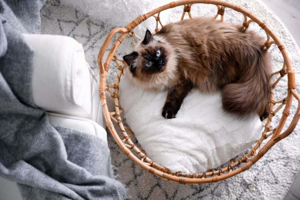 Katė