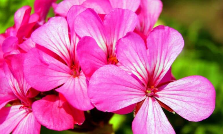 Kaip žiemą prižiūrėti pelargonijas?