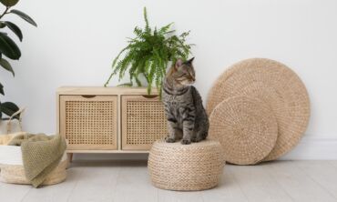 Kam ženklinti katiną