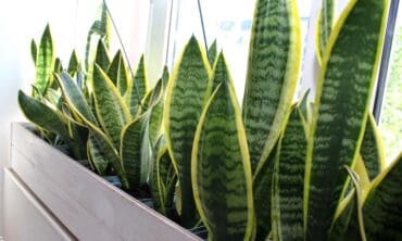 Kambarinė gėlė